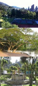 tres espacios públicos con árboles en zonas urbanas