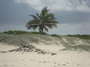 Palmera en un montículo de arena en una playa y otras palmeras y ramas rotas en la arena 