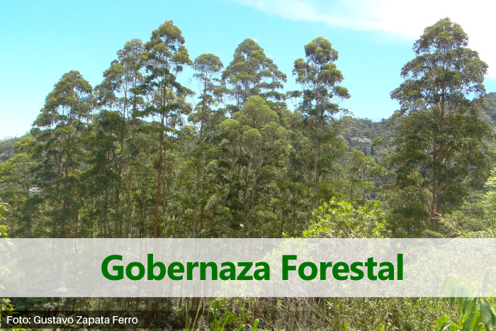 pieza gráfica con titulo "gobernanza forestal". Al fondo un bosque con árboles altos