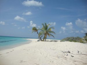 Palmeras ubicadas cercanas al mar, cielo azul y nubes blancas