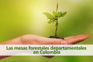 pieza gráfica con titulo "mesas forestales departamentales en colombia". Al fondo una mano sosteniendo una planta en crecimiento.
