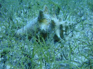 imagen de pasto marino