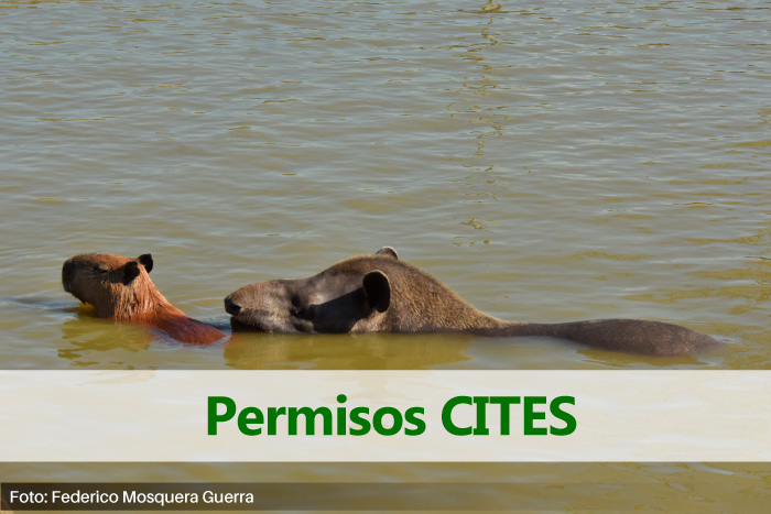 Permisos CITES un tapir y un chiguiro en rio 