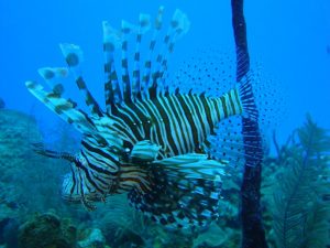 pez león especie exótica invasora en el lecho marino colombiano