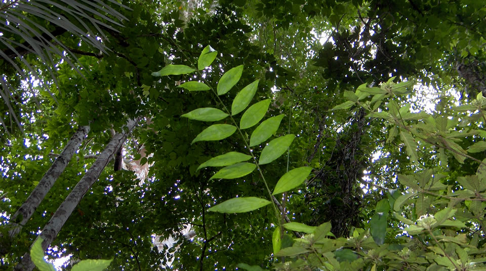 Por primera vez, Colombia construye una posición de país en torno a la valoración de la biodiversidad, de manera colaborativa con sectores productivos y sociedad civil Por primera vez, Colombia construye una posición de país en torno a la valoración de la biodiversidad, de manera colaborativa con sectores productivos y sociedad civil