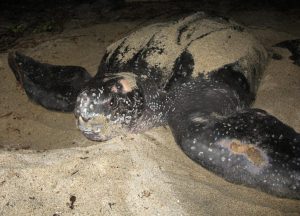 Tortuga marina en la oscura playa 