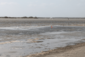 garzas en una playa