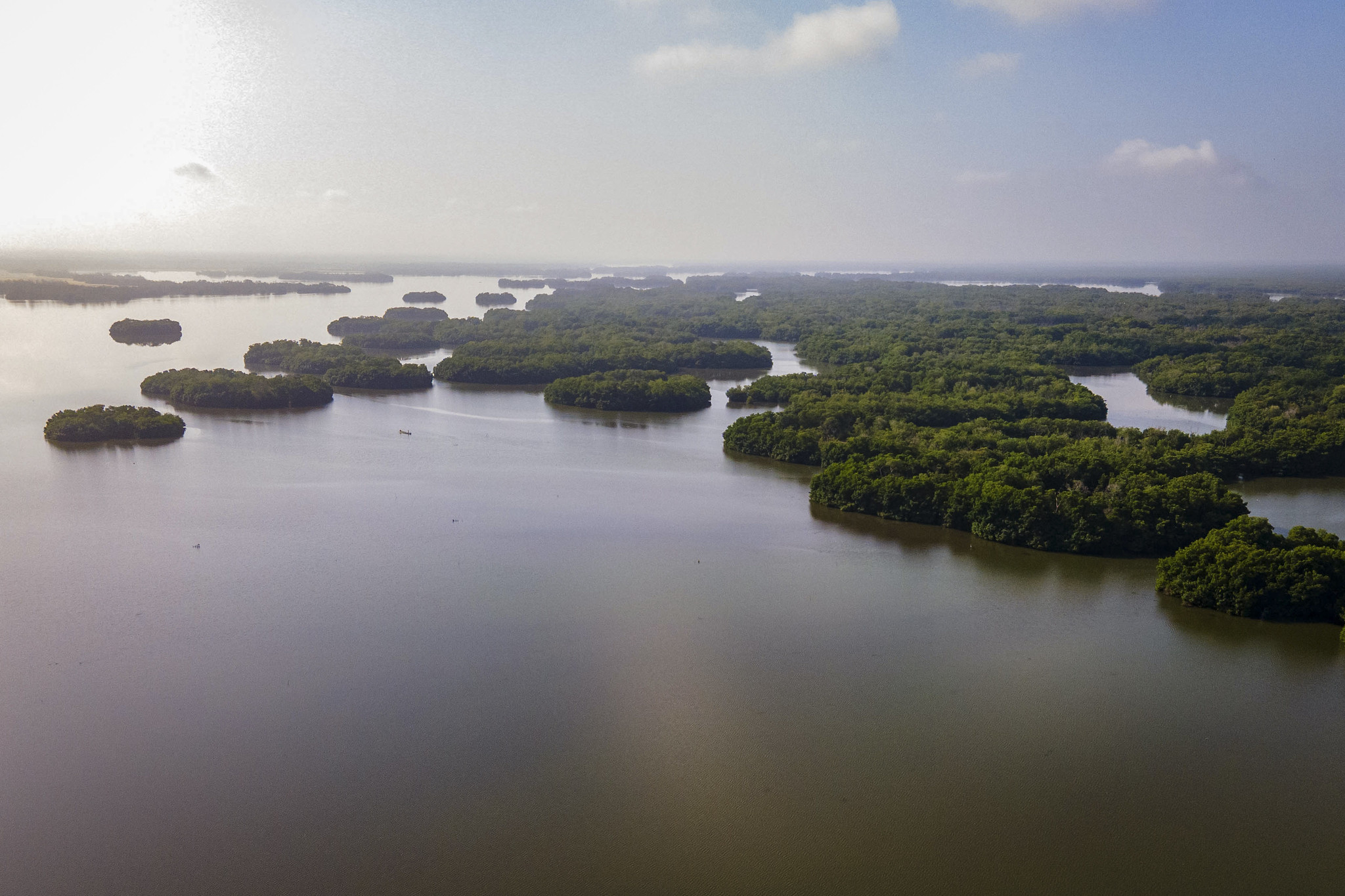 39.699 hectáreas de bosques de mangle se han recuperado en la Ciénaga Grande de Santa Marta 39.699 hectáreas de bosques de mangle se han recuperado en la Ciénaga Grande de Santa Marta