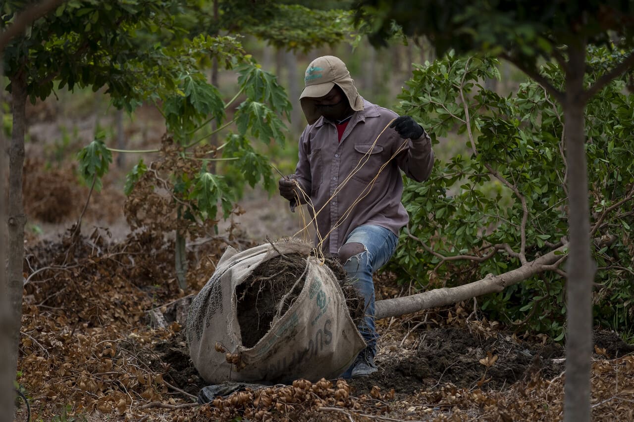 En el Día del Árbol, MinAmbiente invita a sembrar árboles para respirar mejor En el Día del Árbol, MinAmbiente invita a sembrar árboles para respirar mejor