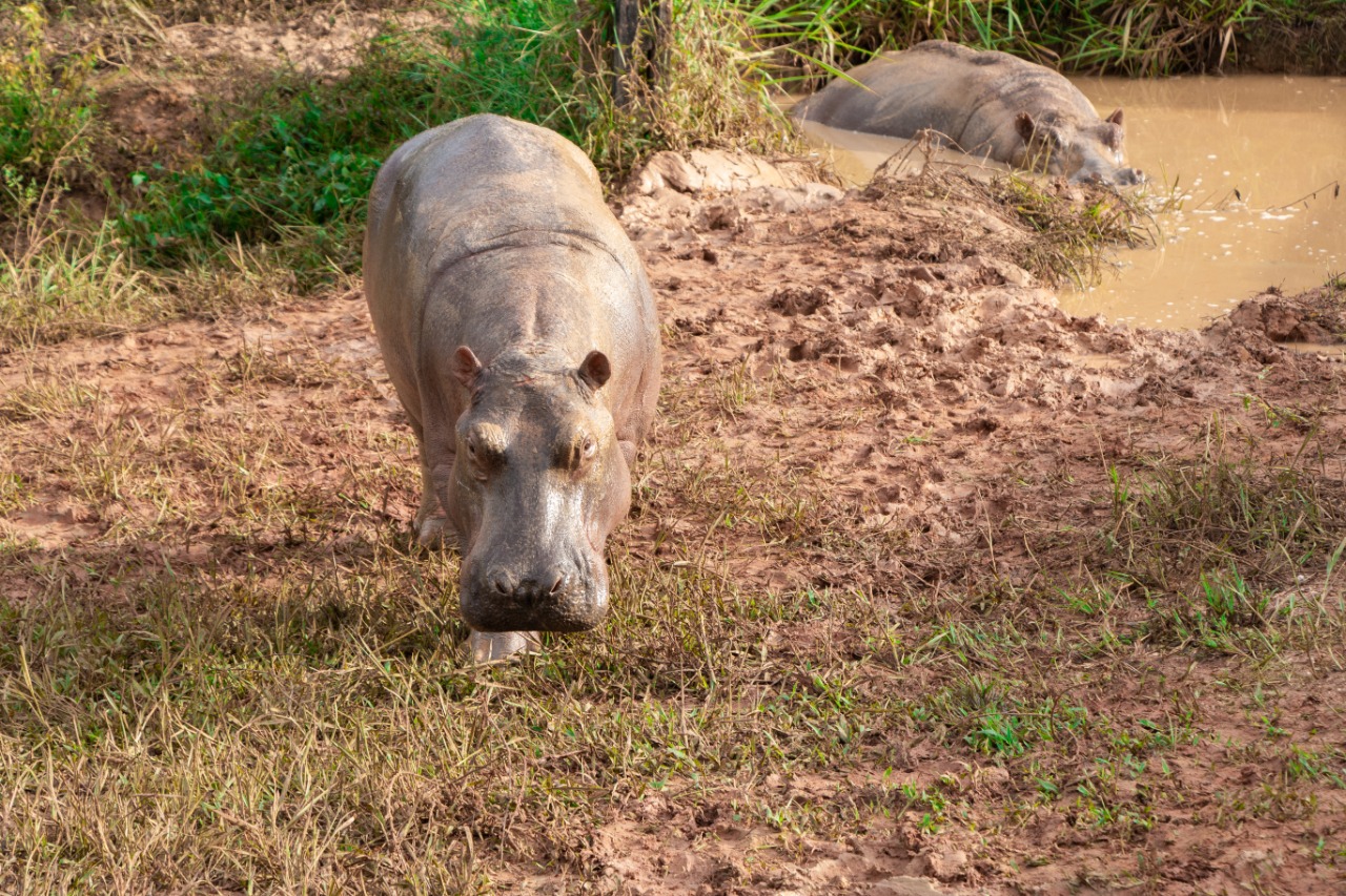 Minambiente lanza Alianza para construir Estrategia Nacional para el Manejo del Hipopótamo