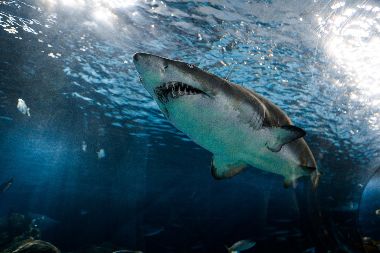 Gobierno Nacional prohíbe la pesca artesanal e industrial de tiburón en el país Gobierno Nacional prohíbe la pesca artesanal e industrial de tiburón en el país