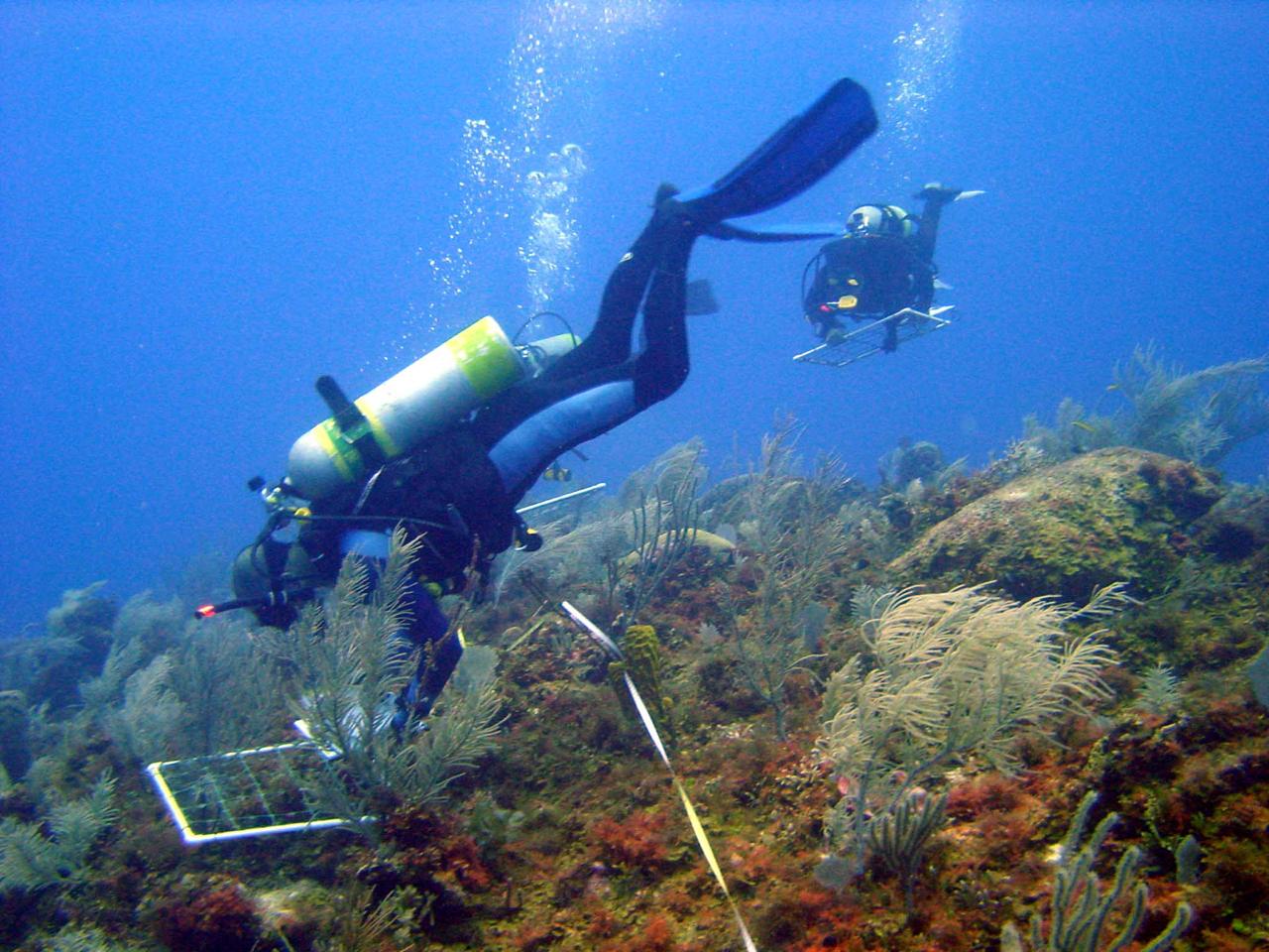 Este jueves comienza rescate a colonias de coral afectadas por el huracán Iota Este jueves comienza rescate a colonias de coral afectadas por el huracán Iota
