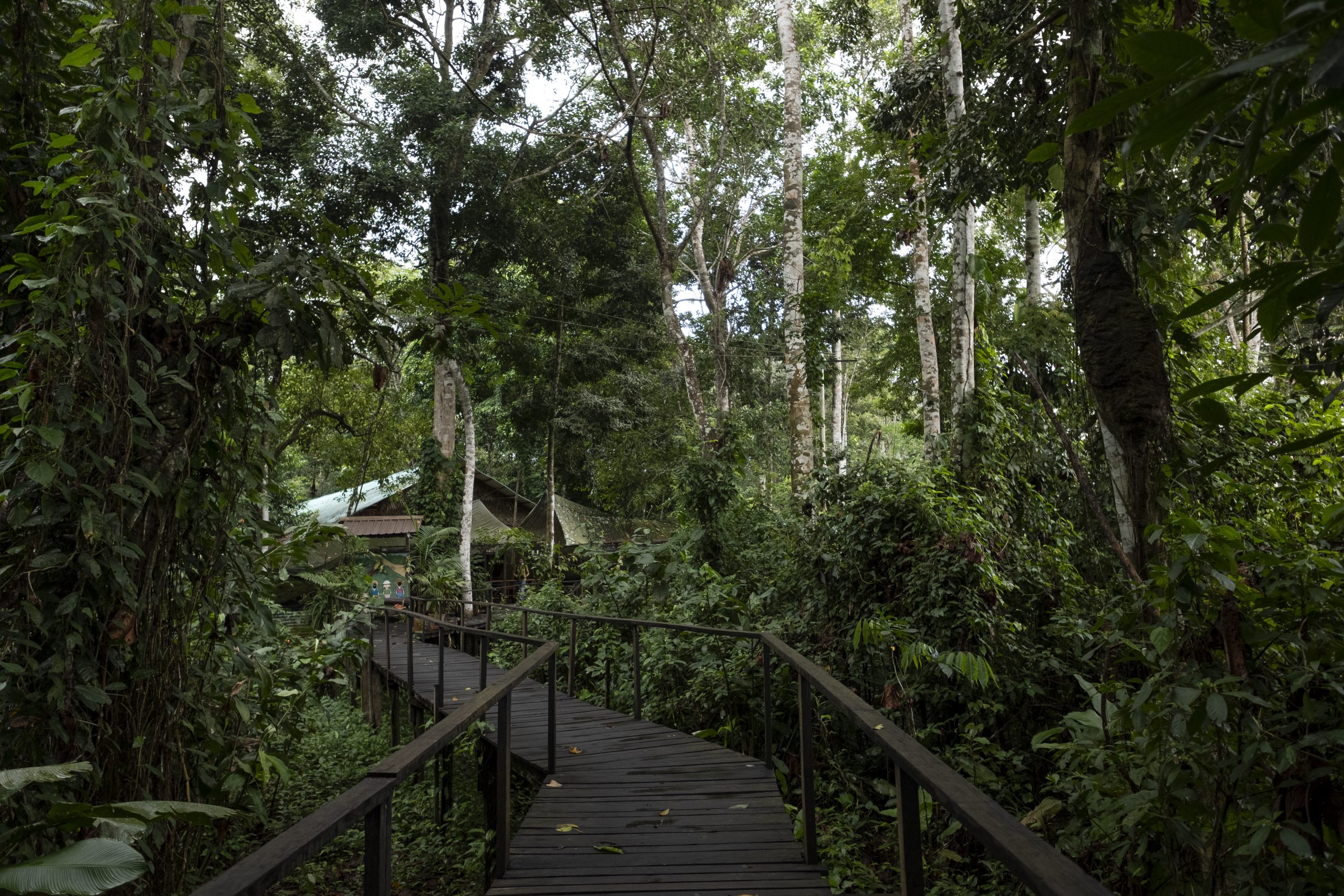 Nuevo impulso de 18,4 millones de dólares del Fondo Mundial para el Medio Ambiente (GEF) para la conservación de la Amazonía