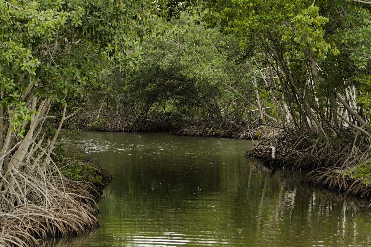 Se fortalecerán capacidades de autoridades ambientales en temas de carbono azul y conservación Se fortalecerán capacidades de autoridades ambientales en temas de carbono azul y conservación