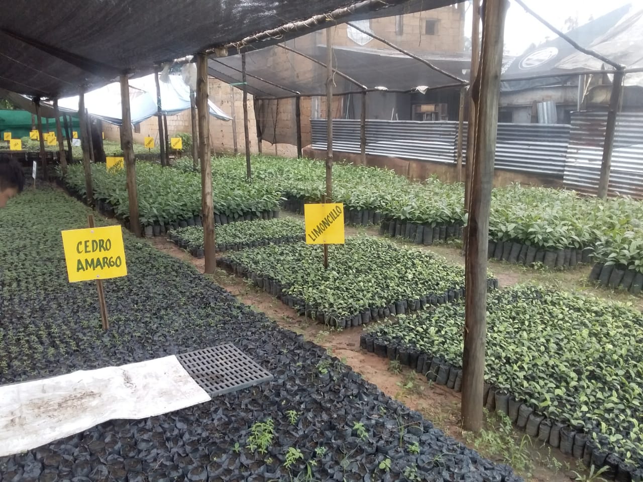 Reforestador El Nativo, el negocio verde que produce y siembra especies nativas en el Vichada