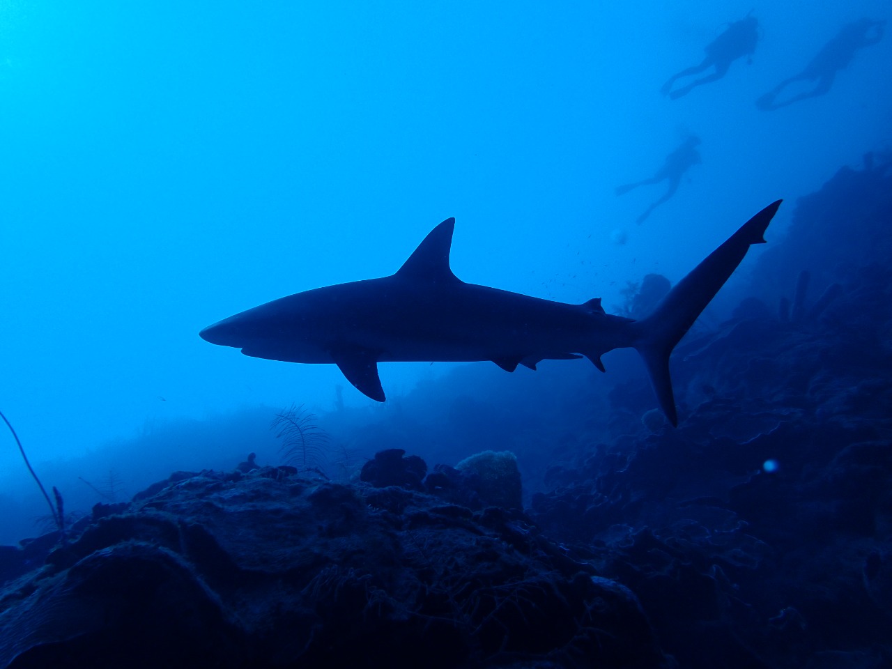 “Rechazo contundentemente el tráfico ilegal de tiburones”: Ministro de Ambiente “Rechazo contundentemente el tráfico ilegal de tiburones”: Ministro de Ambiente