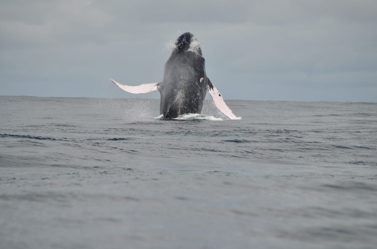 Ballenas y delfines, cetáceos encantadores