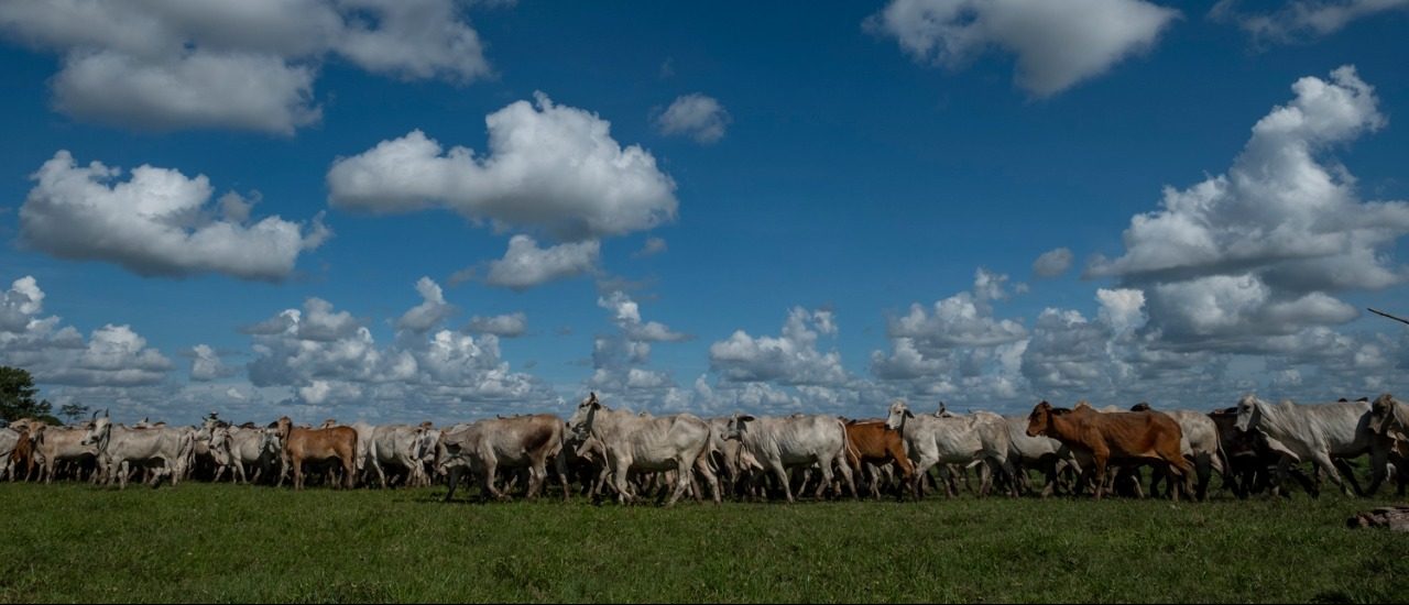 Colombia ya cuenta con el Sello Ambiental Ganadero, iniciativa que busca promover prácticas sostenibles Colombia ya cuenta con el Sello Ambiental Ganadero, iniciativa que busca promover prácticas sostenibles