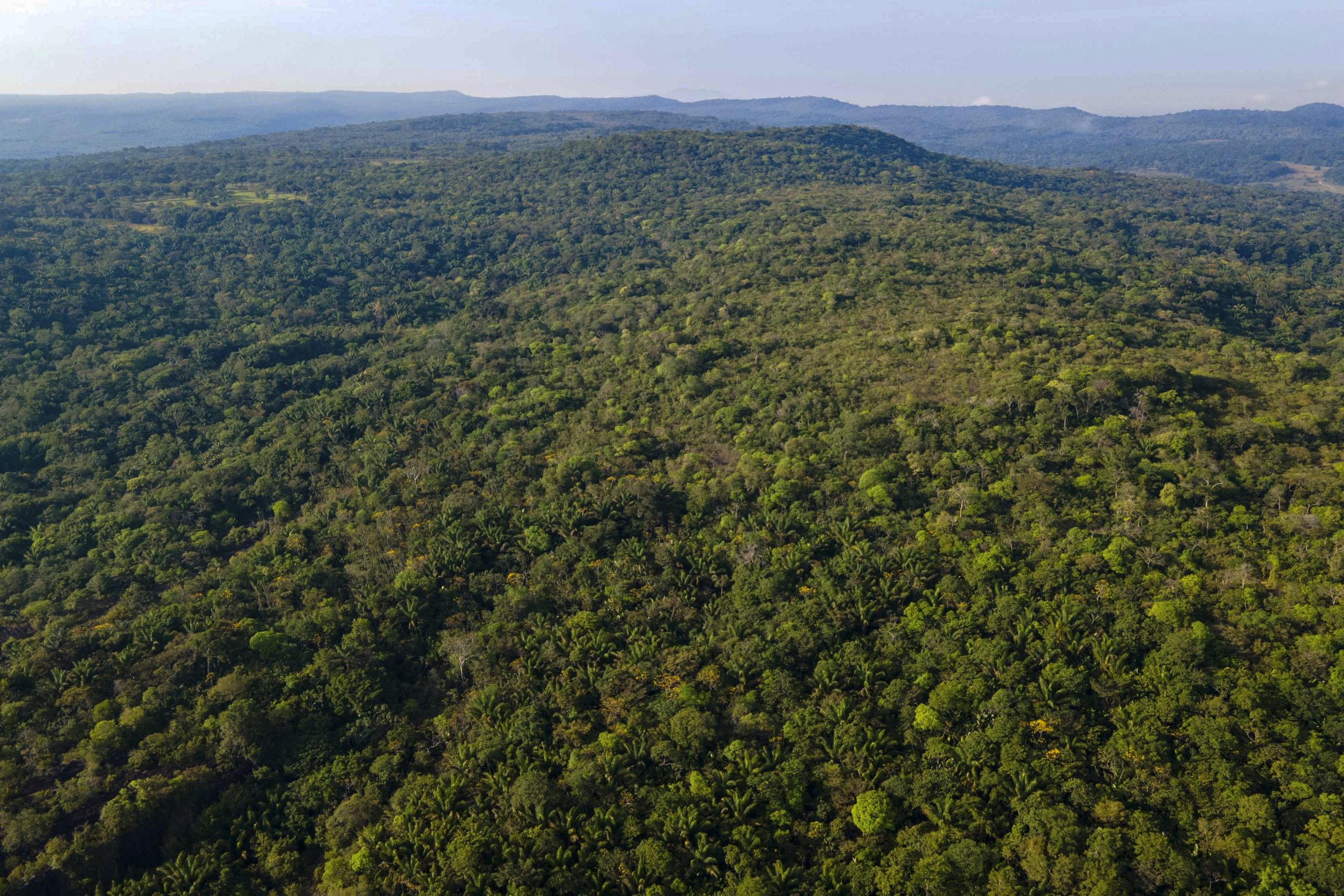 Colombia tendrá un mapa de vegetación Colombia tendrá un mapa de vegetación