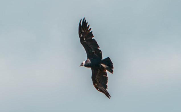 “Debemos ser guardianes de nuestras especies”: ministro Correa tras muerte de tres cóndores en Santander “Debemos ser guardianes de nuestras especies”: ministro Correa tras muerte de tres cóndores en Santander