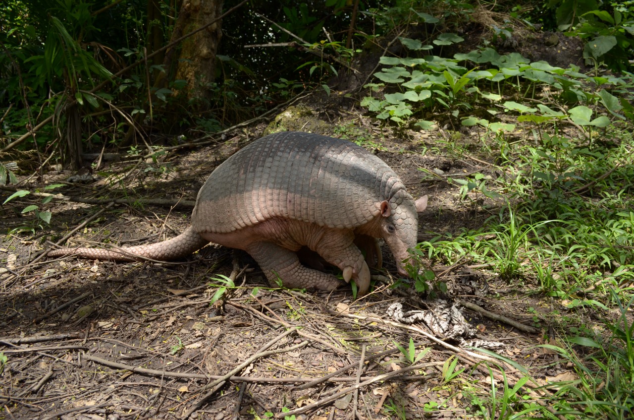 Cuidemos a los armadillos: ayudan a equilibrar los ecosistemas