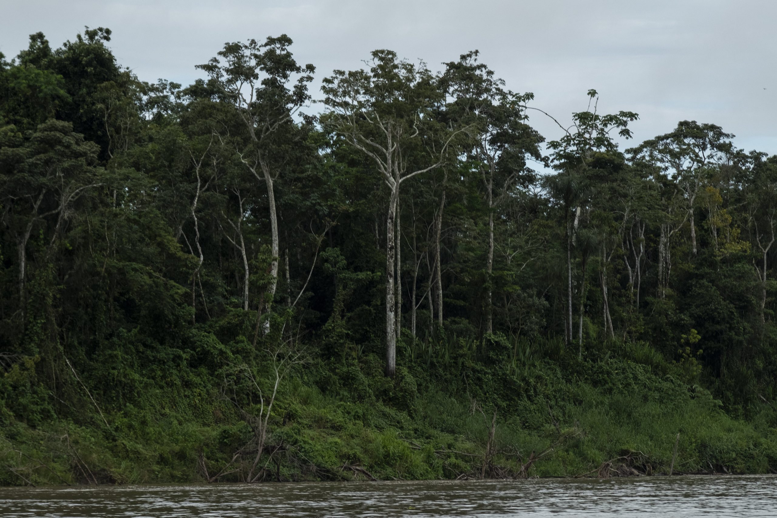 Desde el Amazonas, presidente Duque sancionará ley de Delitos Ambientales Desde el Amazonas, presidente Duque sancionará ley de Delitos Ambientales