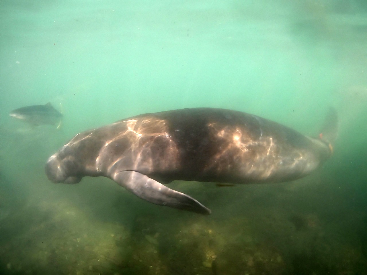 Día del Manatí: un animal grande, como su aporte a la biodiversidad