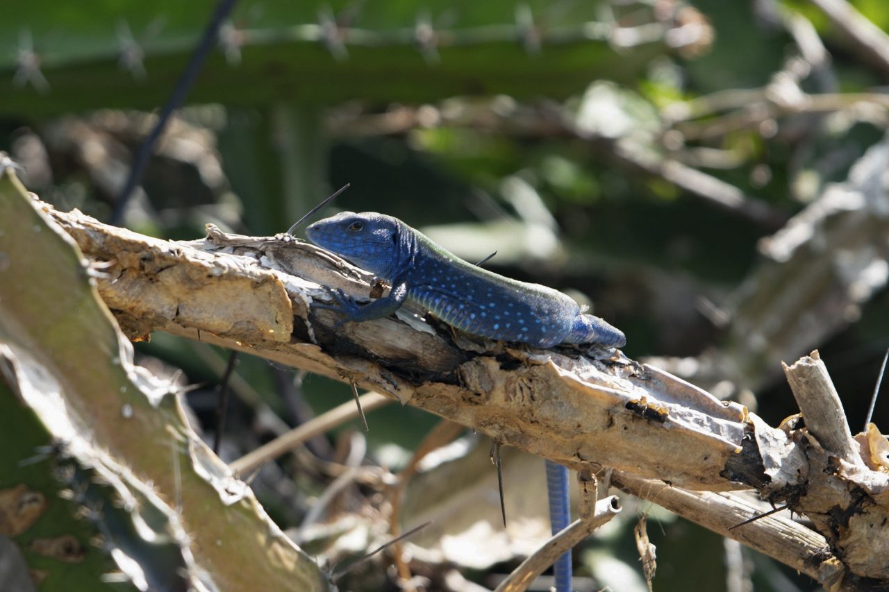 Día de la Biodiversidad: la riqueza que los colombianos deben cuidar Día de la Biodiversidad: la riqueza que los colombianos deben cuidar