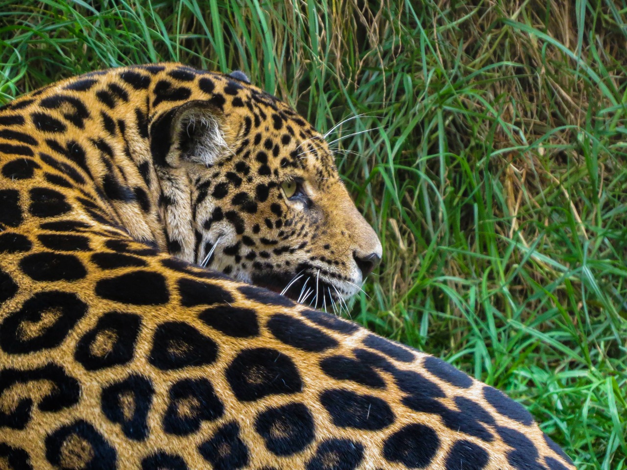 Colombia registra al menos 63.303 especies silvestres, un 8 % más que en 2020 Colombia registra al menos 63.303 especies silvestres, un 8 % más que en 2020