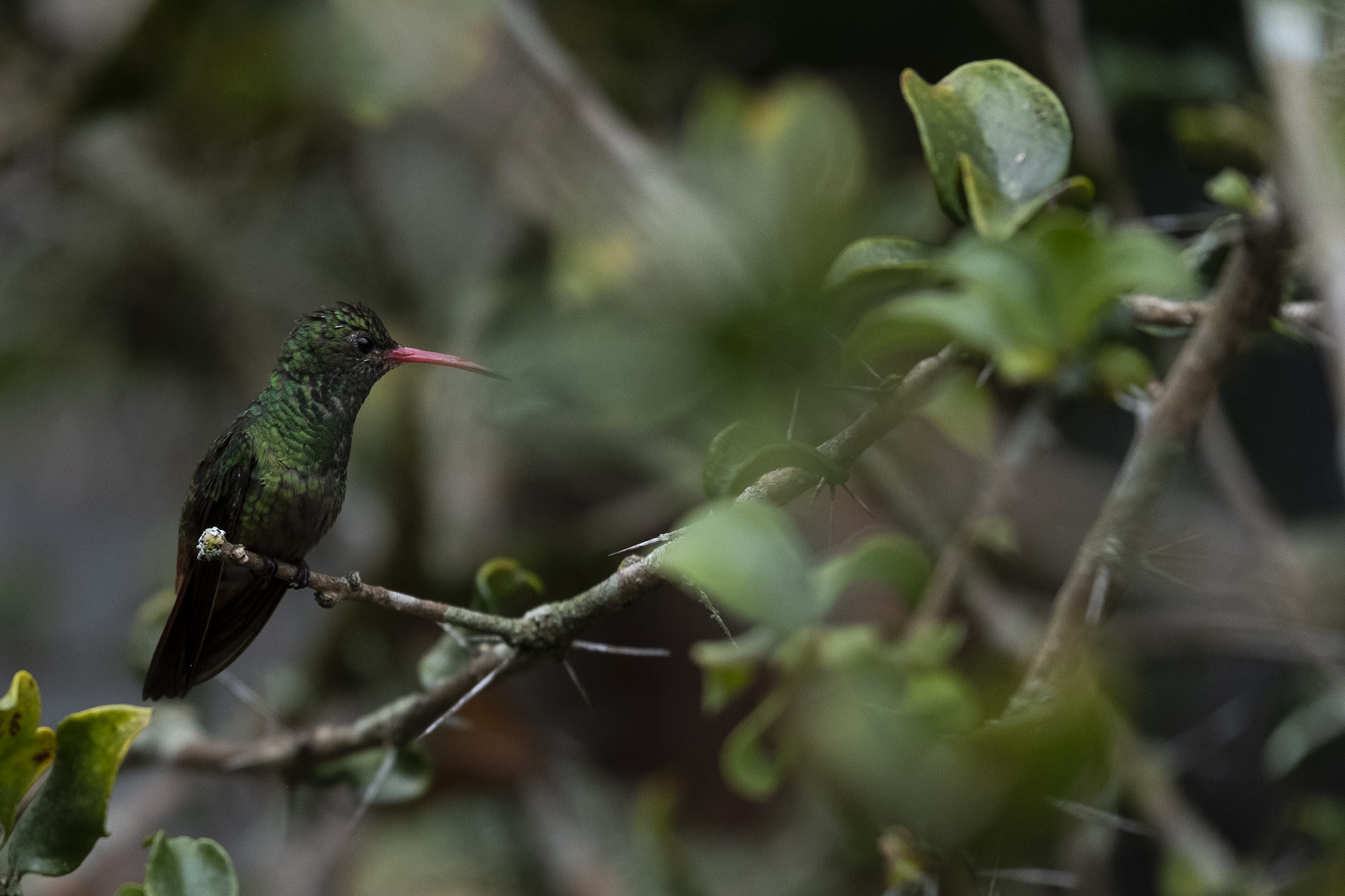 Minambiente lamenta los destrozos ocurridos en el Jardín Botánico de Medellín y se solidariza con los antioqueños Minambiente lamenta los destrozos ocurridos en el Jardín Botánico de Medellín y se solidariza con los antioqueños