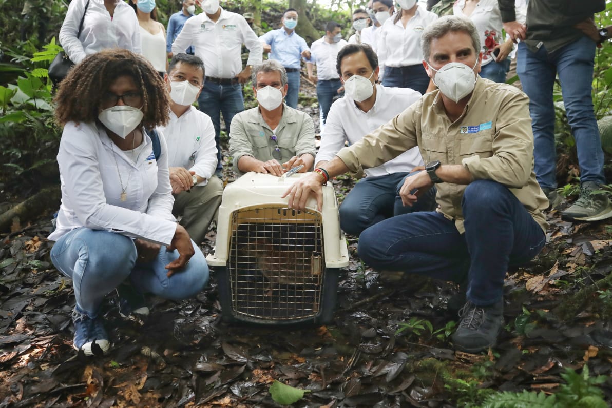 En Colombia se han liberado 6215 individuos de 281 especies silvestres entre enero y junio