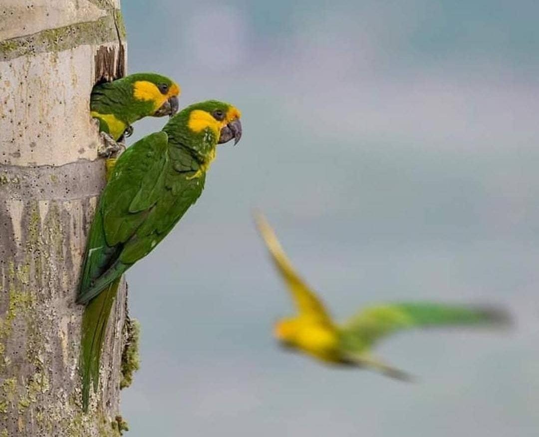 Con árboles nativos se protege el hábitat del loro orejiamarillo Con árboles nativos se protege el hábitat del loro orejiamarillo