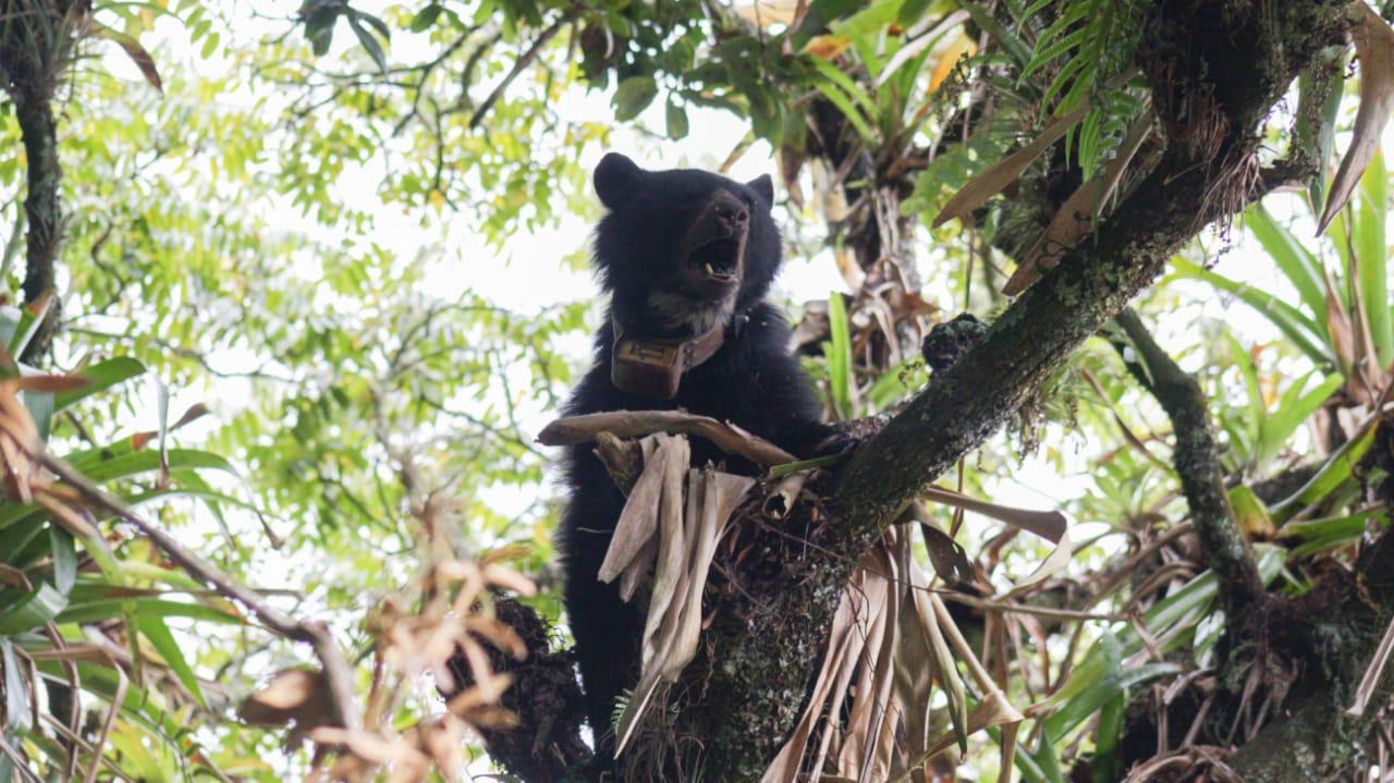 Ante la muerte de la osa Pensilvania, el Minambiente llama a la protección de las especies Ante la muerte de la osa Pensilvania, el Minambiente llama a la protección de las especies