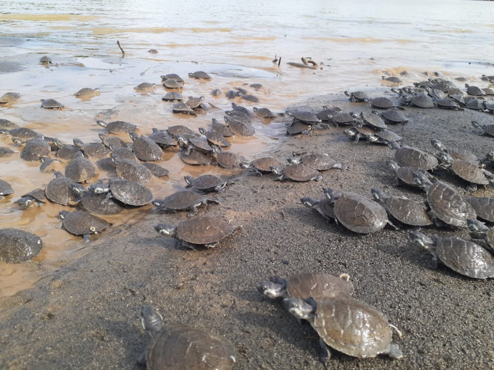 Colombia le cierra el cerco al tráfico ilegal de especies silvestres Colombia le cierra el cerco al tráfico ilegal de especies silvestres