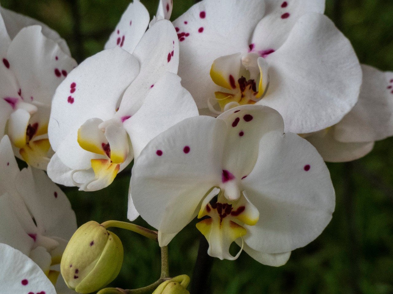 Colombia, segundo país con mayor diversidad de plantas del planeta