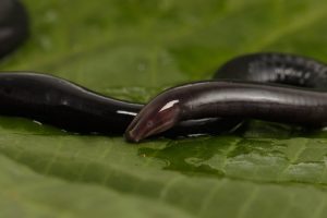 caecilia pulchaserrana