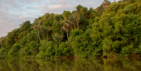 foto de un río. al fondo se aprecia selva