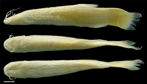 trichomycterus spectrum