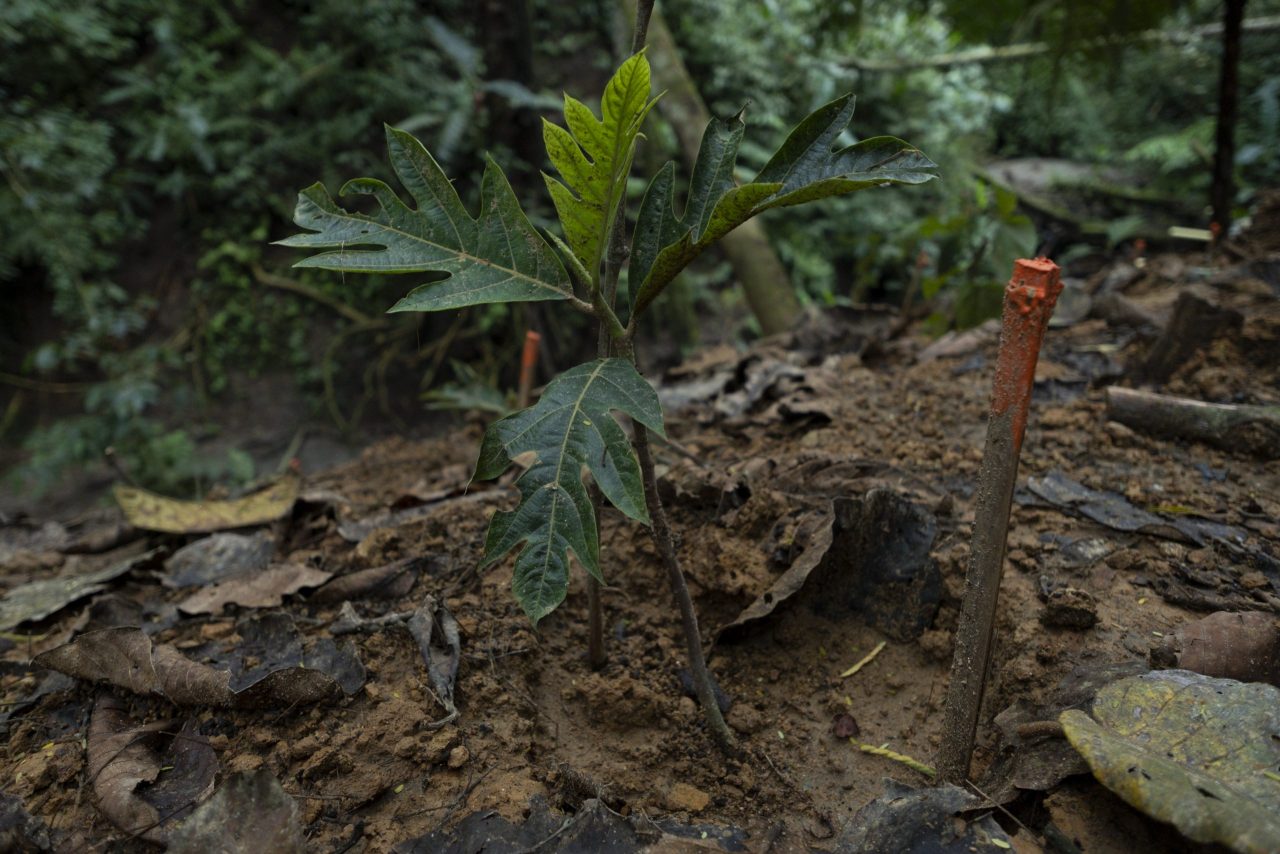 En Colombia ya se han sembrado 70 millones de nuevos árboles nativos