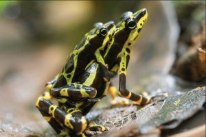 atelopus spurelli especie del pacifico
