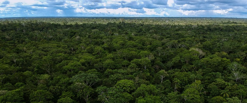 Reducción del 34 % en el arco de la deforestación de la Amazonía durante primer semestre de 2021