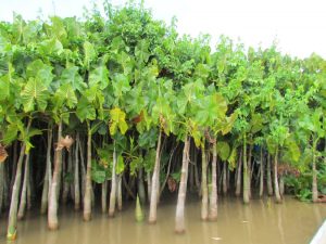montrichardia arborescens región pacifico