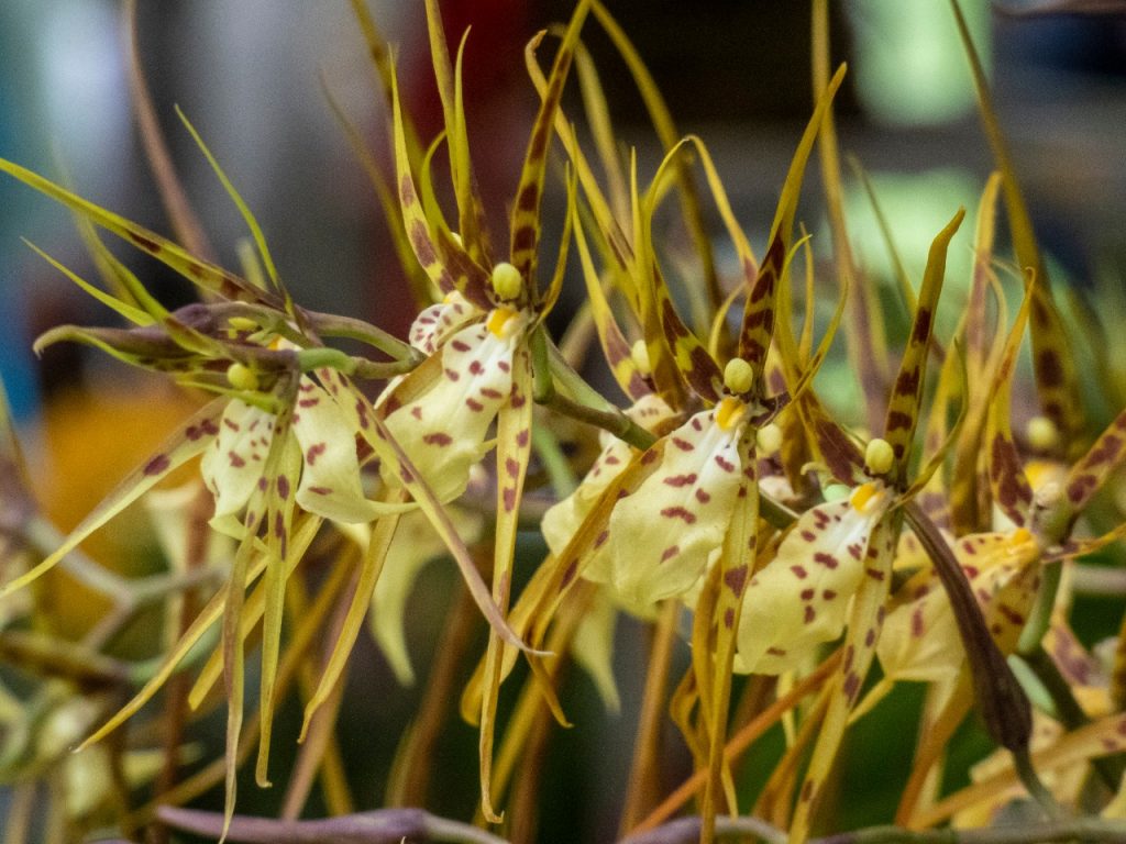 pais con mayor diversidad de plantas