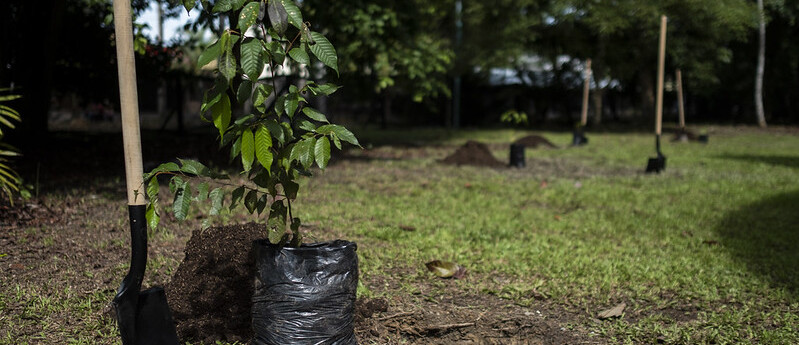 El Minambiente lidera 73 proyectos de restauración ecológica en todo el país