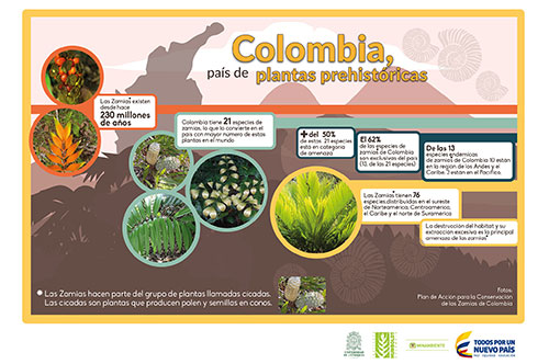 Colombia, país de plantas milenarias Colombia, país de plantas milenarias