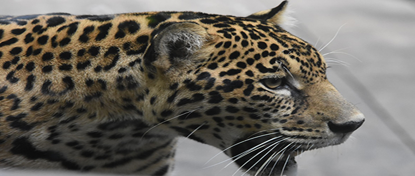 Con educación ambiental celebramos al felino más grande de América Con educación ambiental celebramos al felino más grande de América