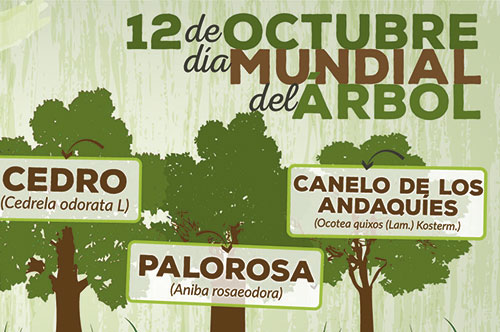 Día Mundial del Árbol, una fecha para resaltar la importancia de los bosques Día Mundial del Árbol, una fecha para resaltar la importancia de los bosques
