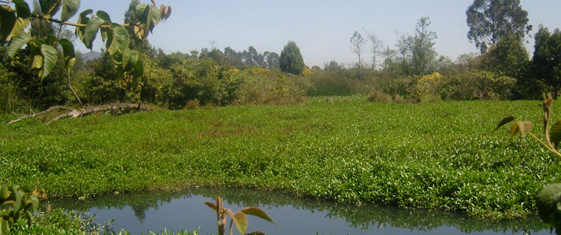Humedales urbanos son clave para la sostenibilidad ambiental Humedales urbanos son clave para la sostenibilidad ambiental