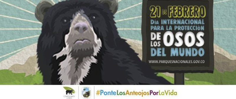 Oso andino, el jardinero de los bosques Oso andino, el jardinero de los bosques