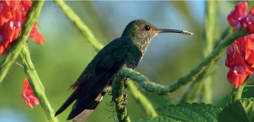 Por primera vez Colombia presenta una iniciativa de conservación para polinizadores Por primera vez Colombia presenta una iniciativa de conservación para polinizadores